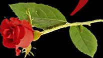 Romeo & Juliet Tickets