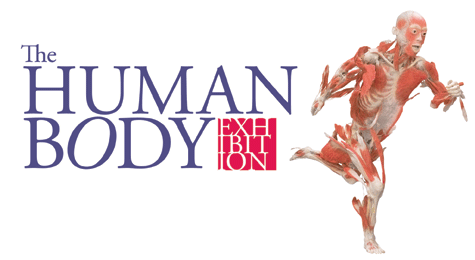 More info aboutThe Human Body