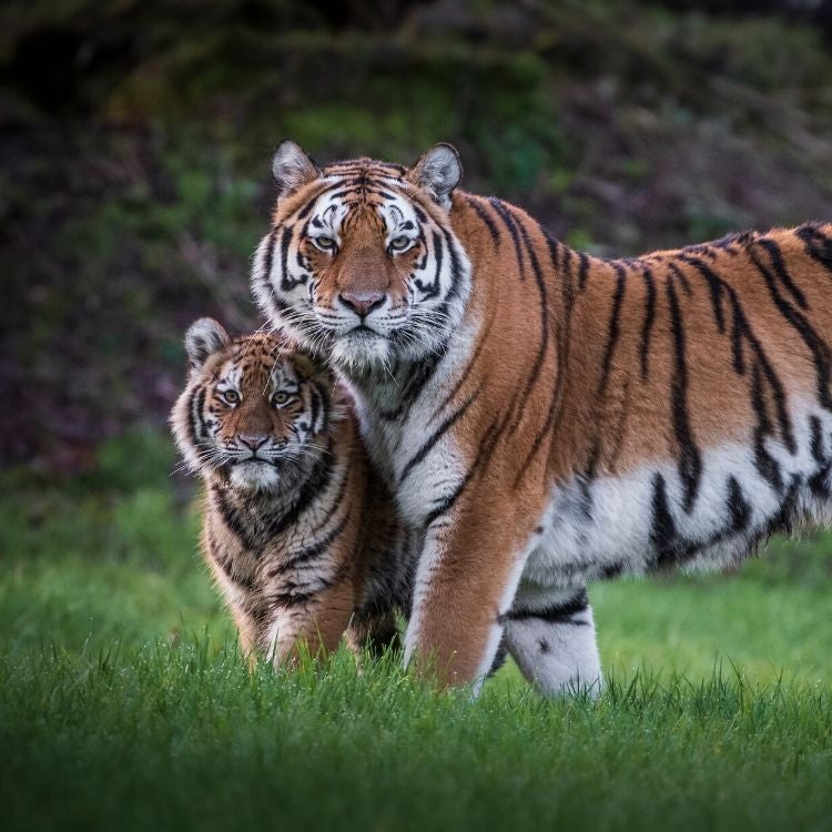About Longleat Live Festival 2020